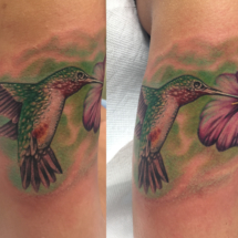 hummingbird